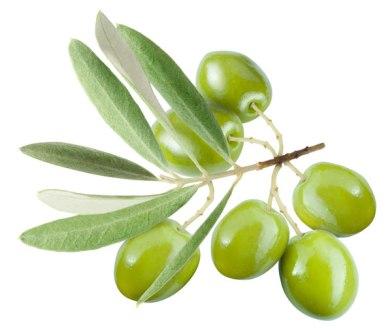 Olive Leaf — Листья Оливы - 14